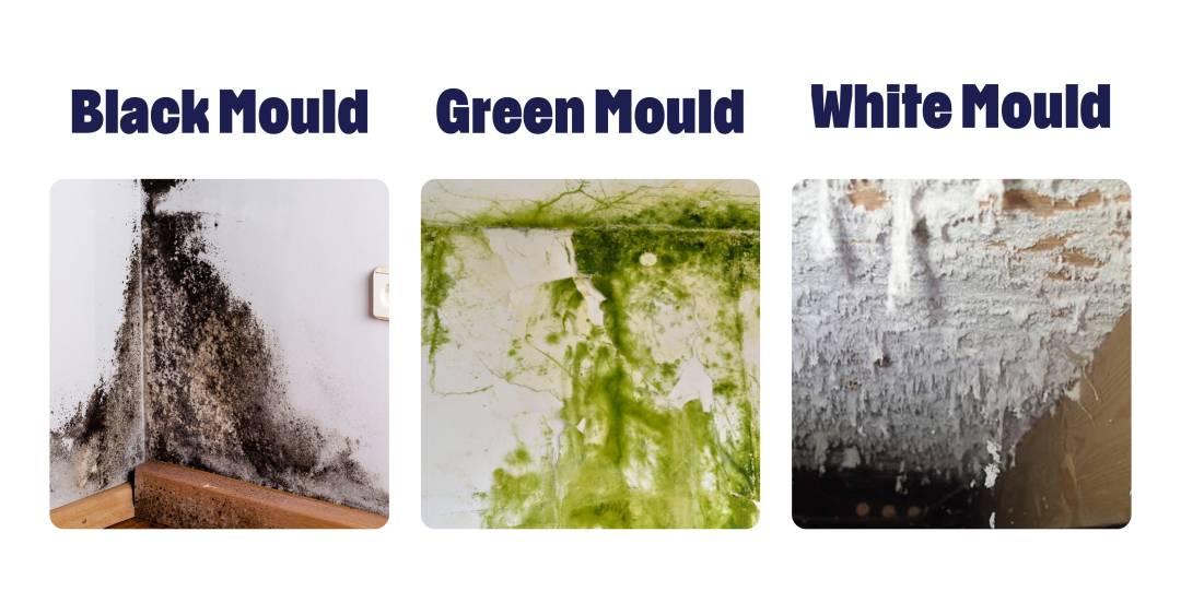 The Difference between Black and Green Mold