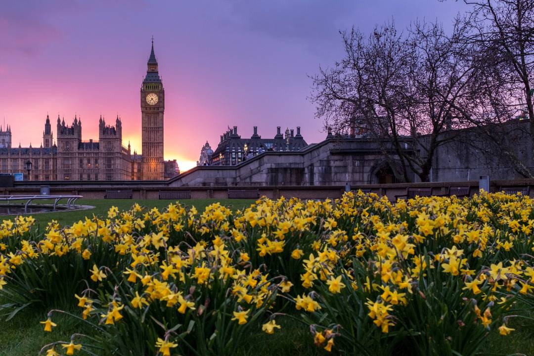 Daffodils In the Foreground And London Houses Of Parliment In The Background