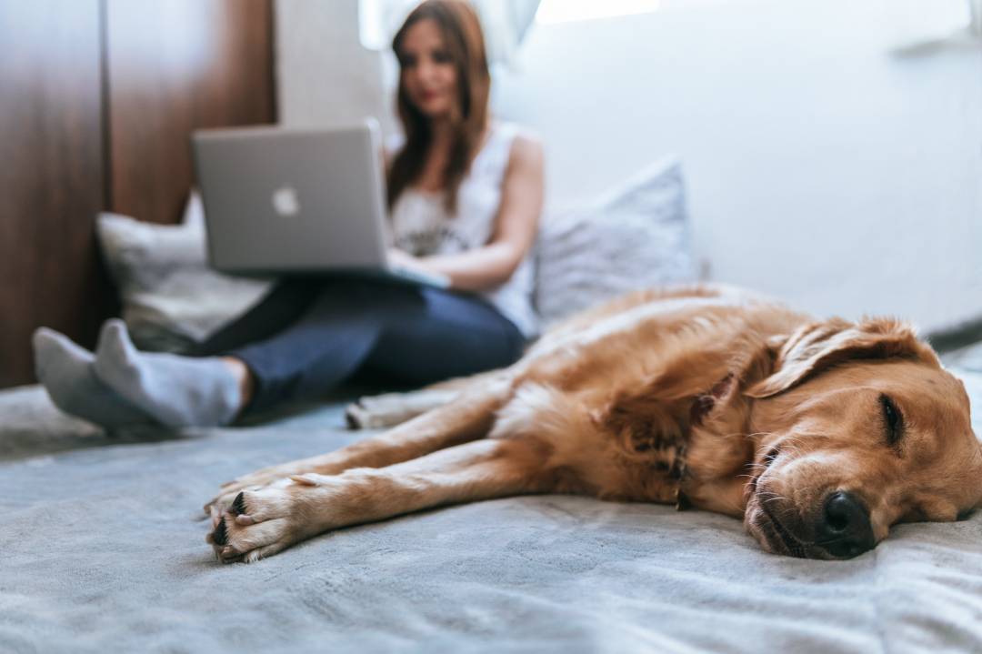Dog Sleeping And Owner Working On A Laptop