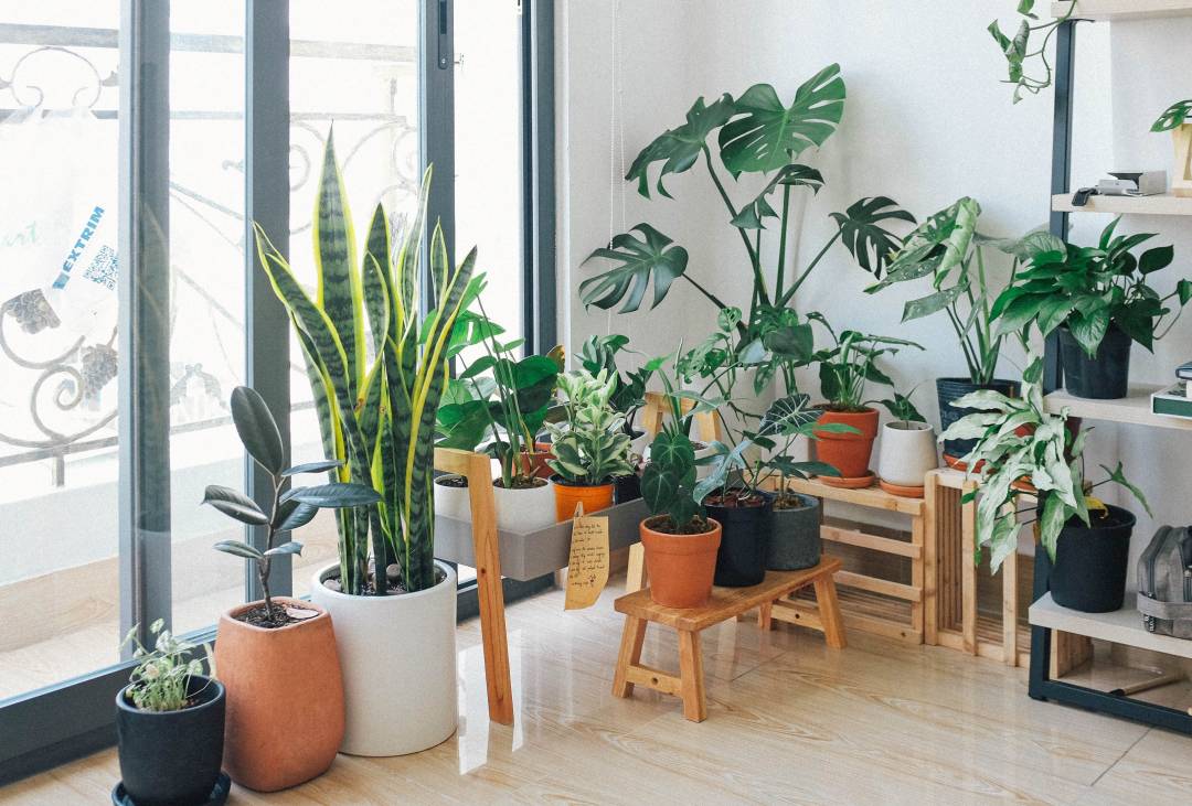 Assorted House Plants