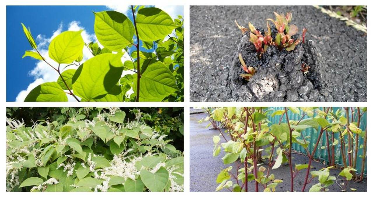 Japanese Knotweed - What Is It and How to Deal with It? | Blog | Stashbee